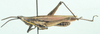 Ochrophlegma vittifera (Walker, 1871): male, lateral view. (Otu).
