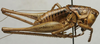 CollectionObject 1535163; 66b24531-7176-4f7f-a66e-a7311711e459: male, lateral view (holotype). (CollectionObject).