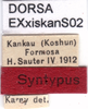 CollectionObject 1537619; 25ee1bcf-07ae-4679-83f8-71b52a9b8b68: labels (syntype). (CollectionObject).