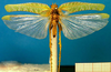 CollectionObject 1500540; 4e41bf74-478d-47b0-9906-0ab024fe0b45: male, dorsal view (holotype). (CollectionObject).