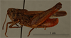 CollectionObject 1519676; 4d758575-0963-4975-8e94-755372019a0d: male, lateral view, (holotype). (CollectionObject).