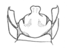 Ceuthophilus (Geotettix) nodulosus Brunner von Wattenwyl, 1888: Fig. 784. male subgenital plate. (Otu).