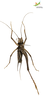 CollectionObject 1849154; Unioeste Cascavel SAOP-347, 1df8f9c5-60e4-4f69-a2be-c25ed36e30be: Male. Ventral view. (CollectionObject).