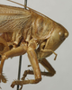 CollectionObject 1567298; 1d0f687f-8852-4cfe-afc1-3884599ce7c8: female head and pronotum, lateral view (paralectotype). (CollectionObject).