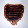 Nesomylacris relica Rehn & Hebard, 1927: Photo by Heidi Hopkins. Ventral abdomen. (Otu).