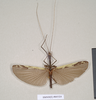 CollectionObject 1559093; f36c70cd-acc5-4588-b48e-fae8019a3fd9: copyright Natural History Museum, London. male (syntype). (CollectionObject).