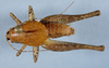 CollectionObject 2602151; 5a7c0088-82c0-4bb3-872b-6f2ad8854e7a, CAS Entomology type 20375: male, dorsal view (holotype). (CollectionObject).