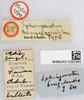 CollectionObject 1519544; f7a96b88-4388-42fd-96a0-1d60a9d927b6: labels (holotype). (CollectionObject).