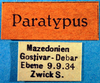 CollectionObject 1502425; e26a8d65-dd4a-4e47-b2ce-92ff88a78c29: labels (paratype of Conocephalus dilatatus). (CollectionObject).