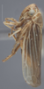Habitus, lateral view: !! display not done !! on Ciminius hartii (Ball, 1900): Lateral. Female, Lighter colored specimen. (Observation).