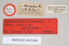 CollectionObject 1557527; NHMUK(SF IMPORT DUPLICATE) 845098, c04b87f0-7e74-4660-85e2-5ca7fe34a925: copyright Natural History Museum, London. female, data labels (holotype). (CollectionObject).