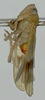Habitus, lateral view: !! display not done !! on Biza crocea Walker, 1858: Male lectotype [BMNH]: habitus, lateral view. (Observation).