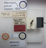 Macropes privus Distant, 1909: Macropes privus. Lectotype. (BMNH) - (CC BY-NC 4.0) Photo by Stuart Cole, reproduced with permission from the Natural History Museum, London, UK. (Otu).