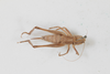 CollectionObject 1475709; bced1609-a909-4c85-a40e-1e5e2a1ef9df: Female, dorsal view (syntype). (CollectionObject).
