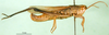 CollectionObject 1501437; 7943eb4b-acb2-4262-be36-896286e7d6e1, DORSA BA000630S01: male, lateral view (holotype). (CollectionObject).