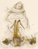 Aedeagus, ventral view: (Observation).