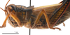 female head and pronotum, lateral view (allotype of Miramella bosnica Miksic, 1969). Depicts CollectionObject 1578274; 110c3d35-0014-42f0-a147-a91f0eeae081, a CollectionObject.