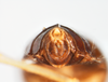 Terminalia, in situ on Delphacodes aterrimus Muir, 1926: (Observation).
