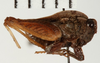 CollectionObject 1477026; 489d2c00-1488-4161-b589-a06e50923a8d: male, lateral view (holotype). (CollectionObject).