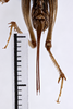 CollectionObject 1505607; b4773f29-a327-4516-94ff-1089d58ff827: female, ventral view (syntype). (CollectionObject).
