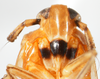 Head: !! display not done !! on Pissonotus delicatus Van Duzee, 1897: (Observation).