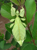 Cryptophyllium oyae (Cumming & Le Tirant, 2020): copyright Steeve Collard. female in nature, Laos. (Otu).