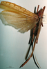 CollectionObject 1503238; MBBJ 3224697, 204b7957-1ffc-4868-9e8e-0b05704a4570: female, dorsal view. (CollectionObject).