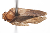 Habitus, dorsal view on Capistra roscida (Caldwell, 1951): (Observation).