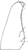 Subgenital plate, ventral view on Anufrievia ciconia Dworakowska, 1976: Subgenital plate. (Observation).