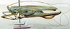 CollectionObject 1595895; a5ac5cca-0e8f-40fd-a75c-d4ee7bc720ea: female, lateral view (syntype of Kirkaldyus manteri). (CollectionObject).
