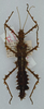 CollectionObject 1562170; ad035006-6f6d-4336-a46d-be63c0202544: copyright ANSP. female (holotype). (CollectionObject).
