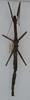 CollectionObject 1558642; c1bcd070-c49e-4191-a165-1bd619e36e0b: copyright ANSP. female (holotype). (CollectionObject).