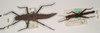 CollectionObject 1562257; OUM 493, e187af2b-ec6f-4907-b24f-4204c34bfe56: copyright UMO. female (lectotype) and male (paralectotype). (CollectionObject).