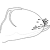 Pygofer, lateral view on Distantasca rokasa (Dworakowska, 1981): Genital capsule, lateral view. (Observation).