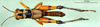 CollectionObject 1567411; c9a769f5-f6ff-4235-ae93-03d9b5b00823: male, dorsal view (syntype). (CollectionObject).