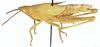 Carinisphena producta Kevan, 1966: female, lateral view. (Otu).