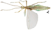 Pseudomicrophyllium Cumming, 2017: copyright MPMP, Manila. male of Pseudomicrophyllium faulkneri [type species]. (Otu).