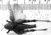 CollectionObject 1530151; 93349b5a-c9c2-4bc5-9b81-8c082cf7dc0b: Image Carbonell, C.S. female, dorsal view (holotype). (CollectionObject).