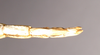 CollectionObject 1558002; NHMUK(SF IMPORT DUPLICATE) 844908, 0cfc66bd-3b25-4a1e-b2d1-f8ea4f367555: copyright Natural History Museum, London. female: end of abdomen, ventral view of synonym Gratidia turca (holotype). (CollectionObject).