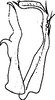Subgenital plate, ventral view on Pseudothaia Kuoh, 1982: Subgenital plate and process (P. striata Kuoh). (Observation).