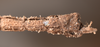 CollectionObject 1560107; 7d1b080d-7a82-463c-9605-b374e86a40cf: copyright OUMNH. male: end of abdomen, ventral view (syntype). (CollectionObject).