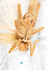 CollectionObject 1532900; 79ee8bd7-2f4d-44c2-9a3b-9c28308aadb7: male, ventral view (holotype). (CollectionObject).