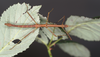 Agamemnon cornutus (Burmeister, 1838): copyright P.D. Brock. Agamemnon cornutus male (culture stock, ex. Tortola Is. on bramble Rubus fruticosus). (Otu).