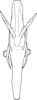 Aedeagus, ventral view on Bolanusoides pahlawan Dworakowska, 1993: Aedeagus, ventral view. (Observation).