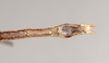 CollectionObject 1562186; a63acc98-9c60-4a9c-8f85-f0067c7ff579: copyright Natural History Museum, London. (CollectionObject).
