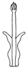 Aedeagus, posterior view on Polana (Culumana) pilana (DeLong & Freytag, 1972): Male: aedeagus, posterior view. (Observation).