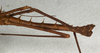 CollectionObject 1560165; f894a146-fd8e-4255-912f-3f45d251be4f: copyright NMW, Vienna. male: end of abdomen, lateral view (syntype). (CollectionObject).;CollectionObject 1560166; cef25a65-8e6f-46f2-b314-4b300982cc5f: copyright NMW, Vienna. male: end of abdomen, lateral view (syntype). (CollectionObject).