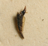 CollectionObject 1517150; 8cff648c-b7ca-4e9c-83b9-415137c0726e: male cerci (holotype). (CollectionObject).