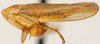 Habitus, lateral view: !! display not done !! on Jaacunga spatulatus (DeLong, 1946): Jaacunga spatulata, lateral habitus (OSUC). (Observation).