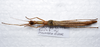 CollectionObject 1576171; 05d7c4e9-662a-48bc-9563-0099c6d9a33a: copyright SMSM, Kuching. female, dorsal view (paratype). (CollectionObject).